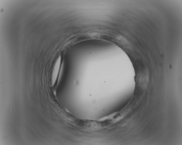 X0000065960421200603172029