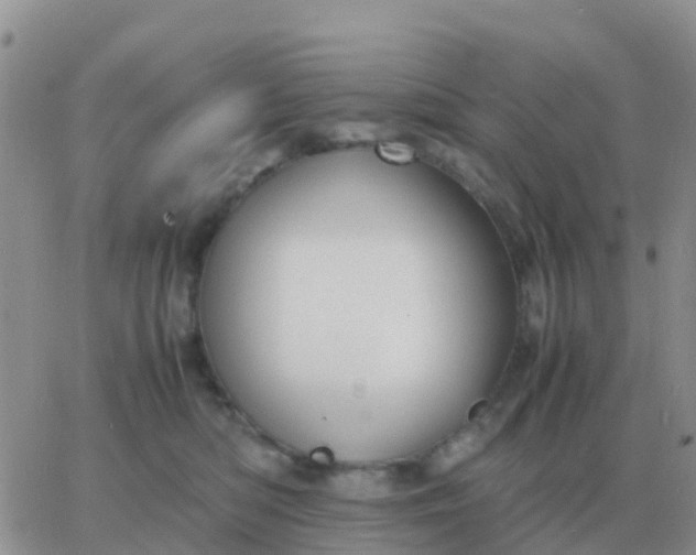 X0000065960422200603172029