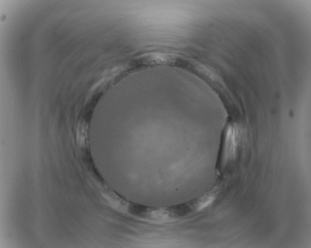 X0000065960423200603172029