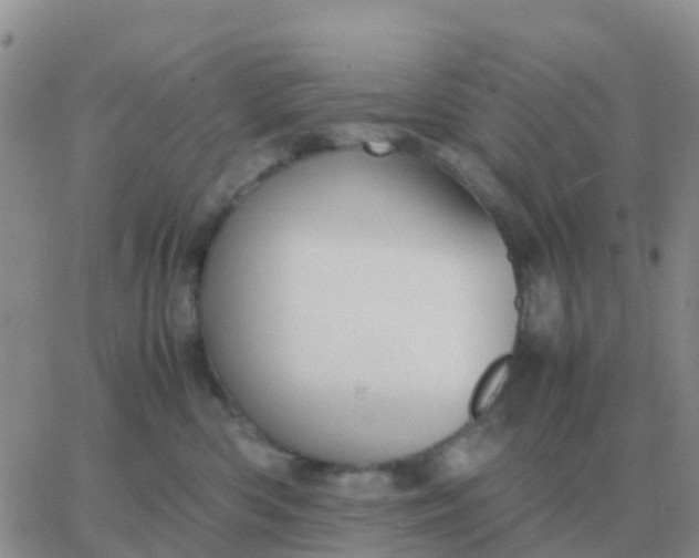 X0000065960426200603172029