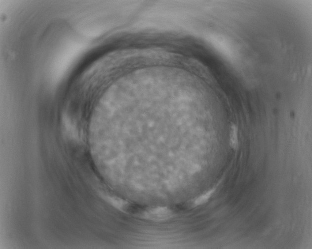 X0000065960431200603172029