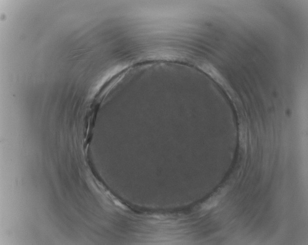 X0000065960434200603172028