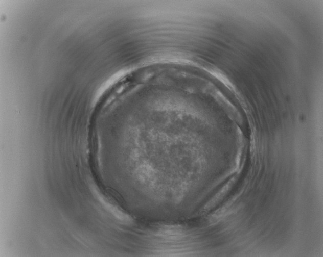 X0000065960438200603172028