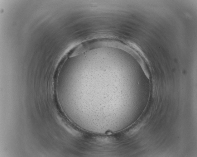 X0000065960439200603172028