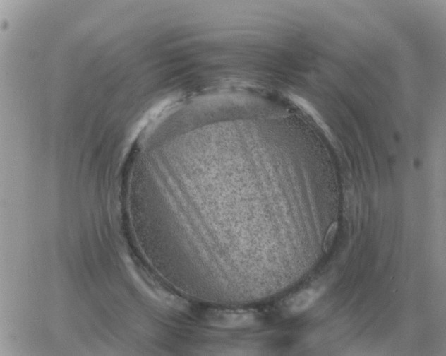 X0000065960443200603172028