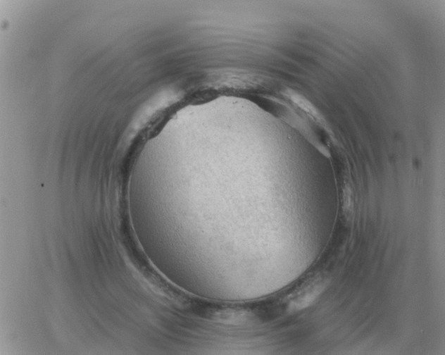 X0000065960444200603172028