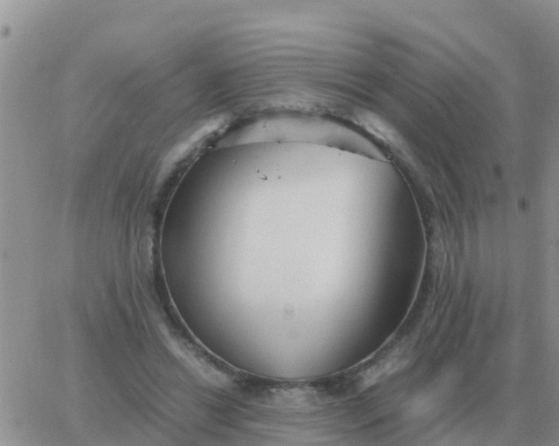 X0000065960446200603172028