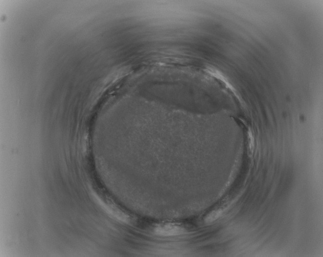 X0000065960451200603172029