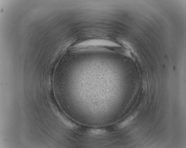 X0000065960453200603172029