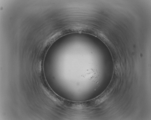 X0000065960454200603172029