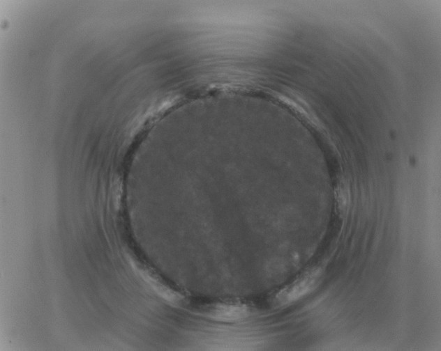 X0000065960458200603172029