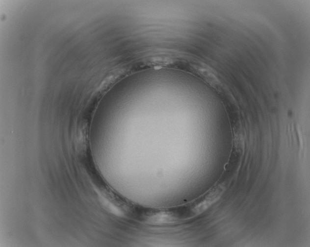 X0000065960460200603172029