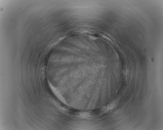 X0000065960462200603172029