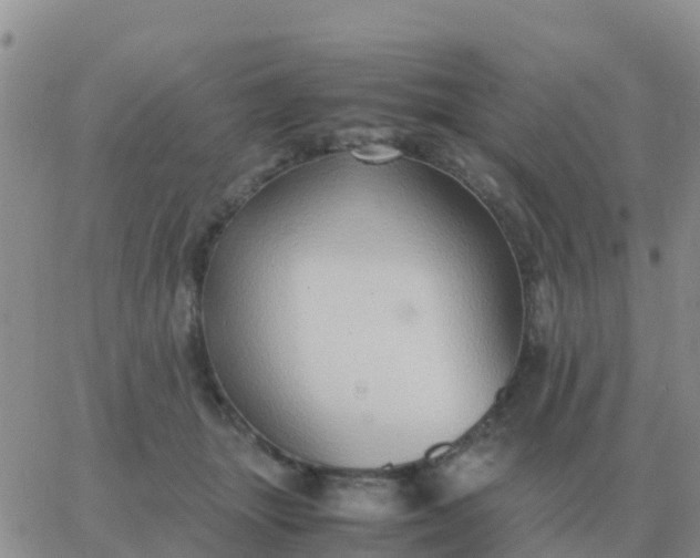 X0000065960463200603172029