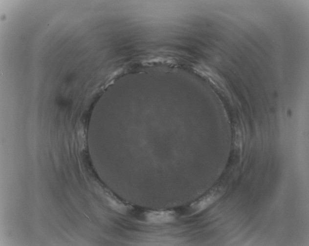 X0000065960465200603172029