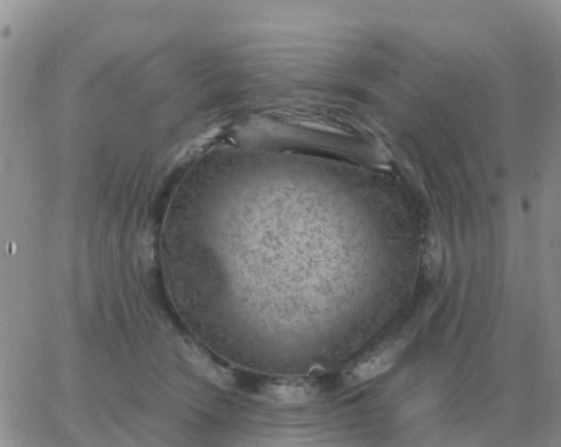 X0000065960466200603172029