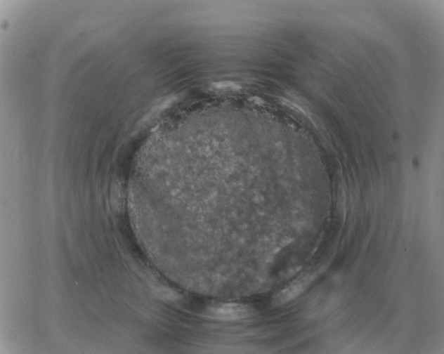 X0000065960467200603172029