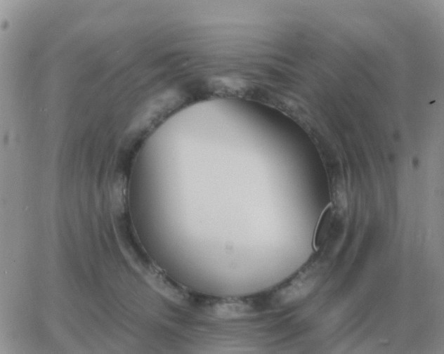 X0000065960468200603172029