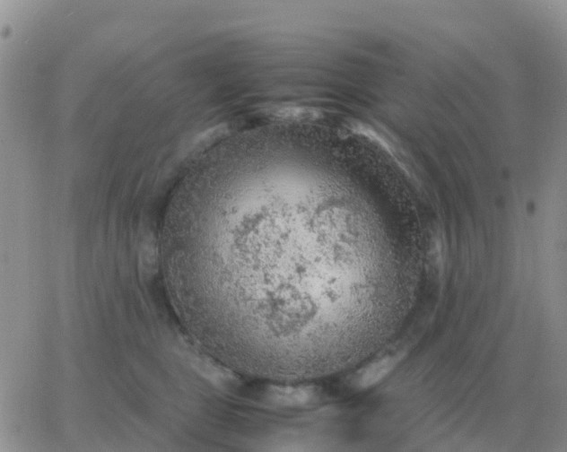 X0000065960469200603172029