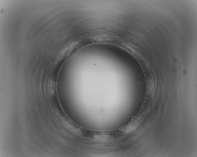 X0000065960470200603172029