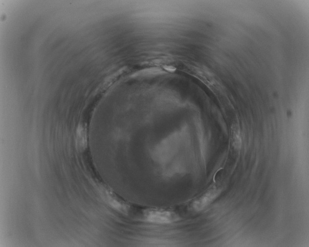 X0000065960471200603172029