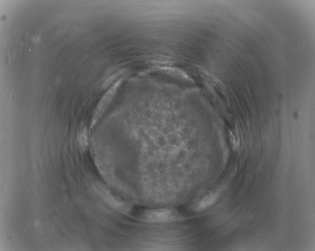 X0000065960479200603172029