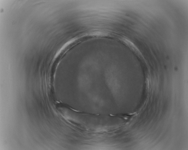 X0000065960484200603172028