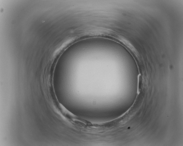 X0000065960485200603172028