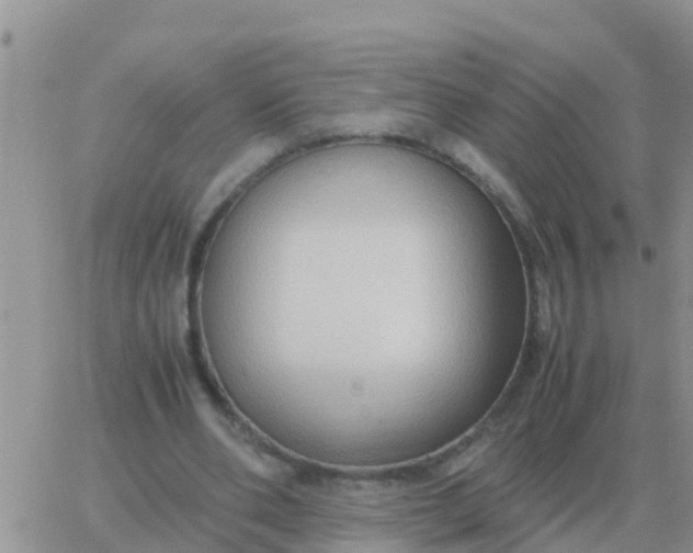 X0000065960486200603172028