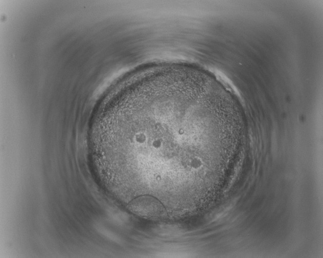 X0000065960487200603172028