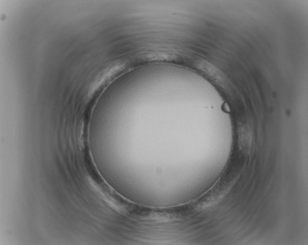 X0000065960490200603172028