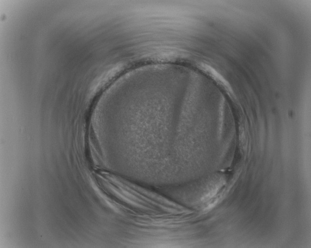 X0000065960493200603172028