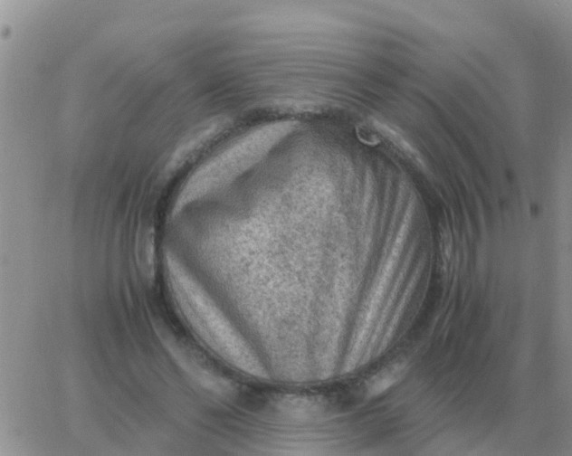 X0000065960494200603172028