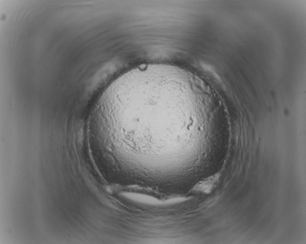 X0000065960495200603172028