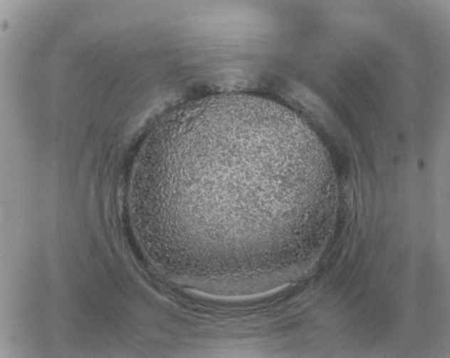 X0000065960499200603172028