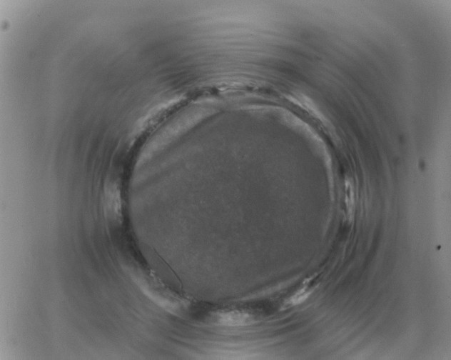 X0000065960500200603172028