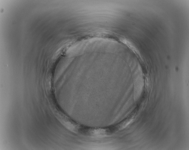 X0000065960501200603172028