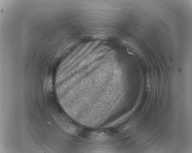 X0000065960502200603172028