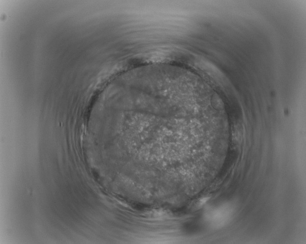 X0000065960503200603172028