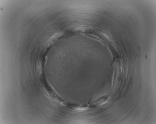 X0000065960504200603172028