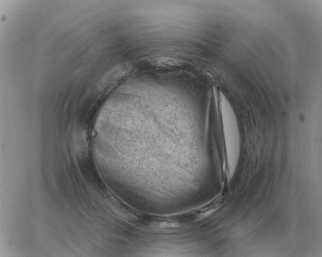 X0000065960506200603172028