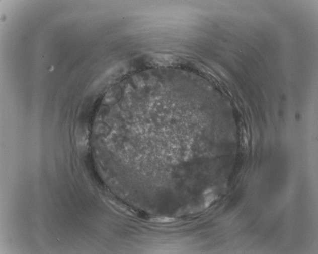 X0000065960507200603172028