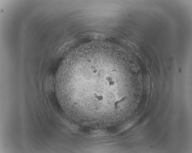 X0000065960511200603172028