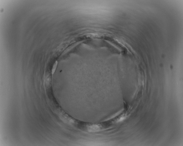 X0000065960513200603172028