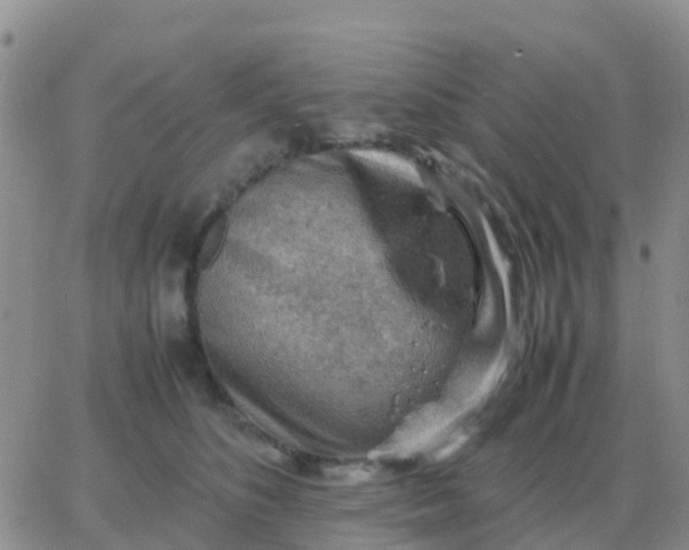 X0000065960516200603172028