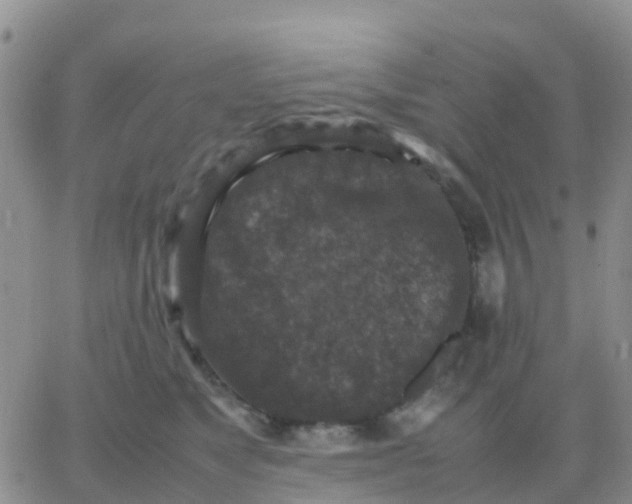 X0000065960517200603172028