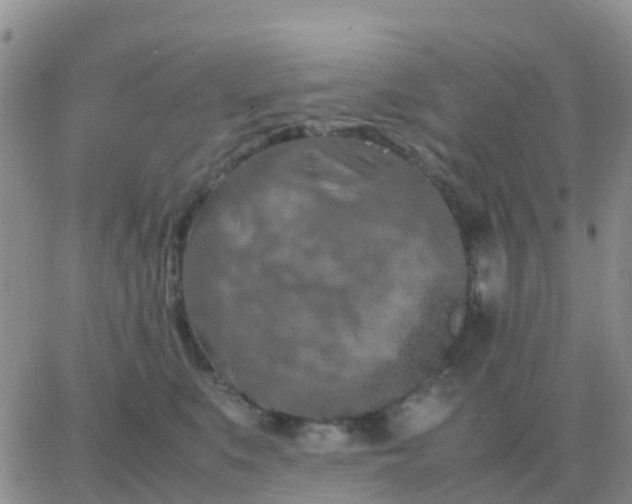 X0000065960519200603172028