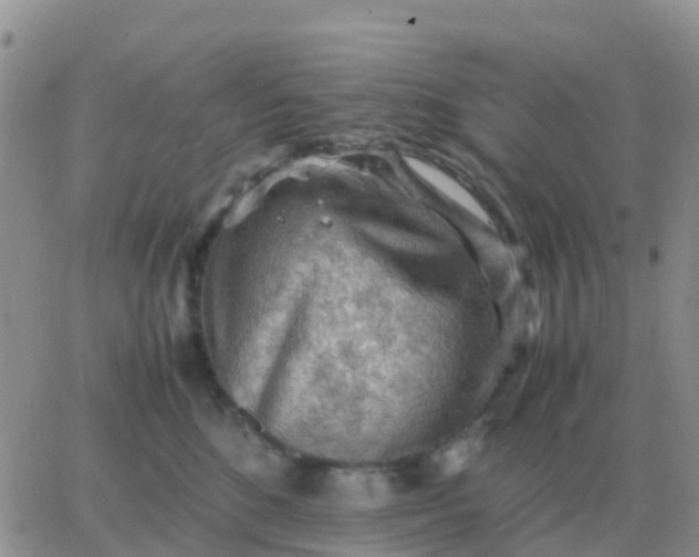 X0000065960520200603172028