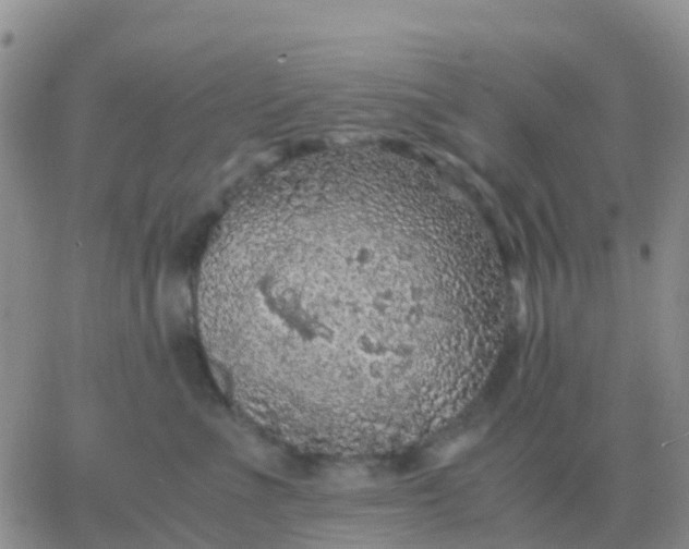 X0000065960523200603172028