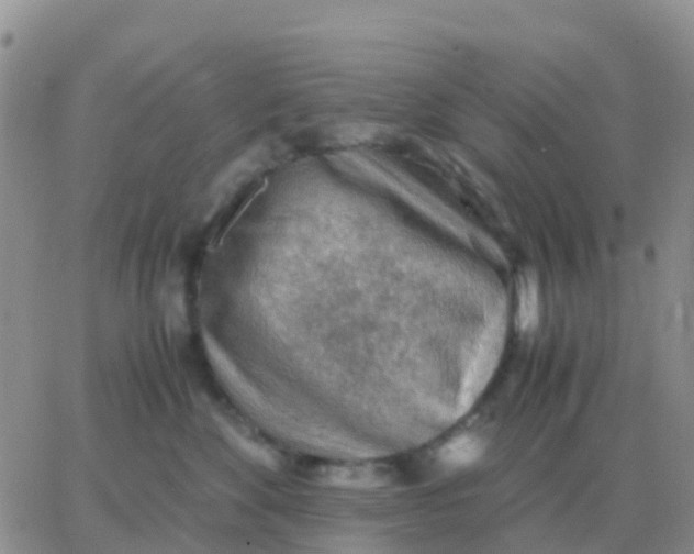 X0000065960524200603172028